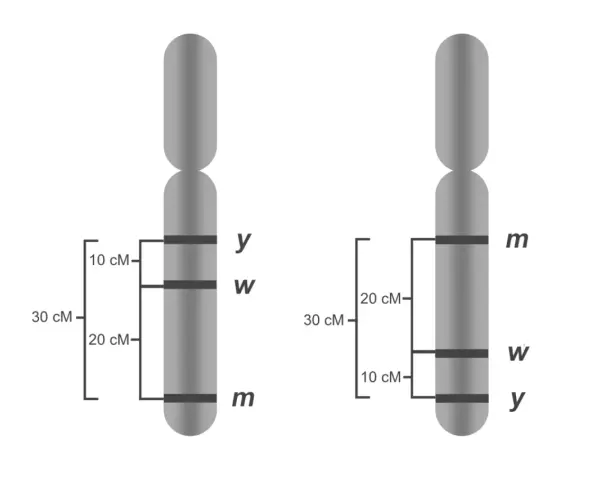 Dwa chromosomy z zaznaczonymi genami. Czy paradontoza jest dziedziczna? Analiza genów na chromosomach może pomóc odpowiedzieć na to pytanie.